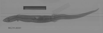 Media type: image;   Herpetology R-26541